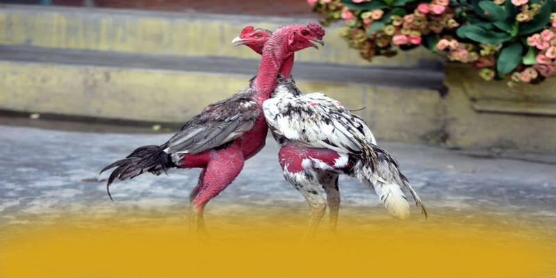 Đánh giá từ thành viên đã trải nghiệm về [THUONG_HIEU]