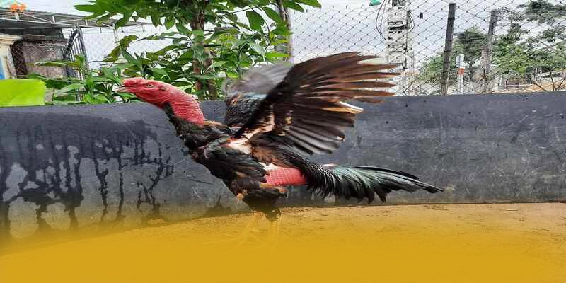 Nhận xét từ cộng đồng người chơi về FB88 Nhận xét từ cộng đồng người chơi về FB88